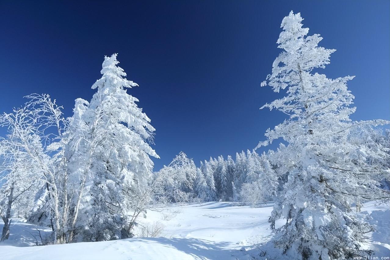 观雪诗词名句有哪些（十五关于观雪的诗词）