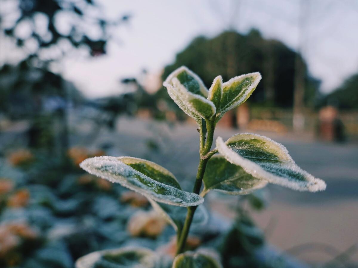 霜花的诗词名句（二十首关于霜花的诗词）