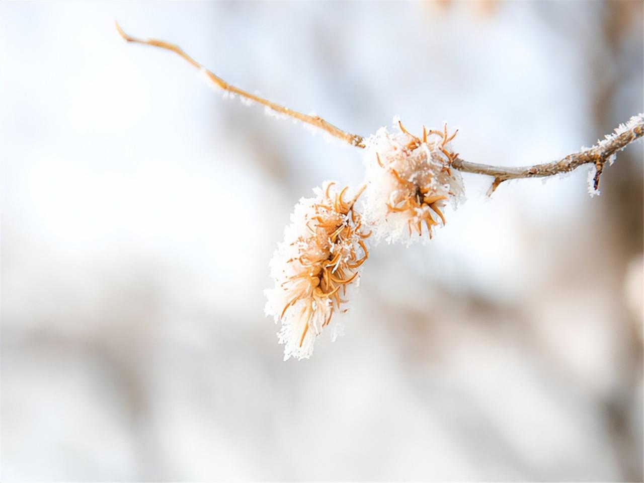 霜花的诗词名句（二十首关于霜花的诗词）