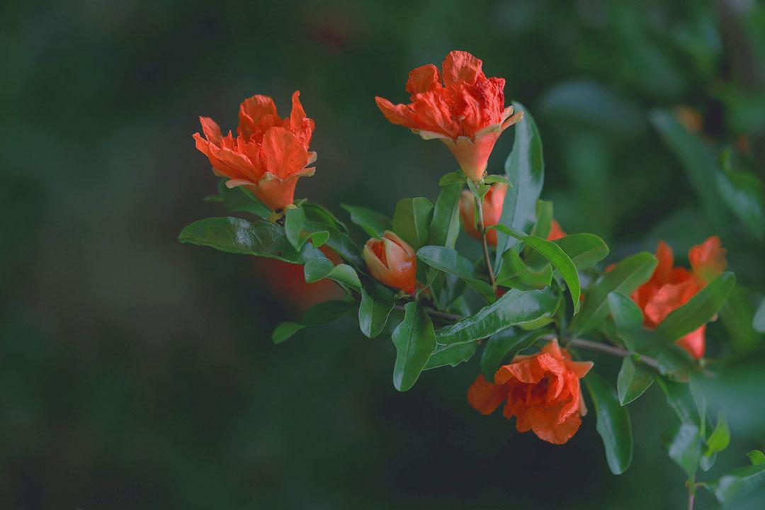 石榴花唯美诗词大全（10首石榴花诗词）