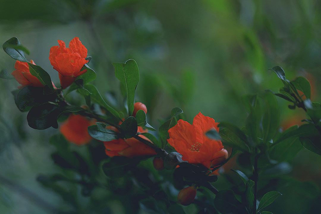 石榴花唯美诗词大全（10首石榴花诗词）