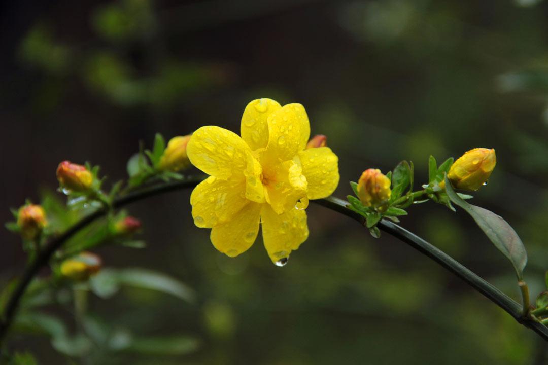 迎春花诗词古句大全（风来舒绿叶，律转斗黄葩）