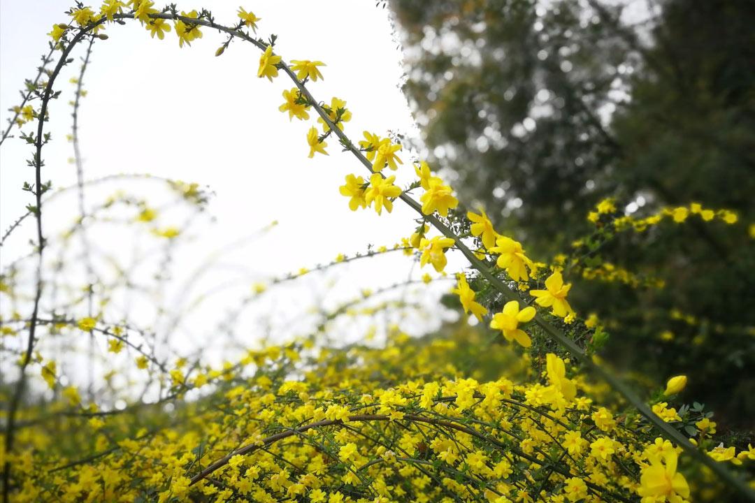 迎春花诗词古句大全（风来舒绿叶，律转斗黄葩）