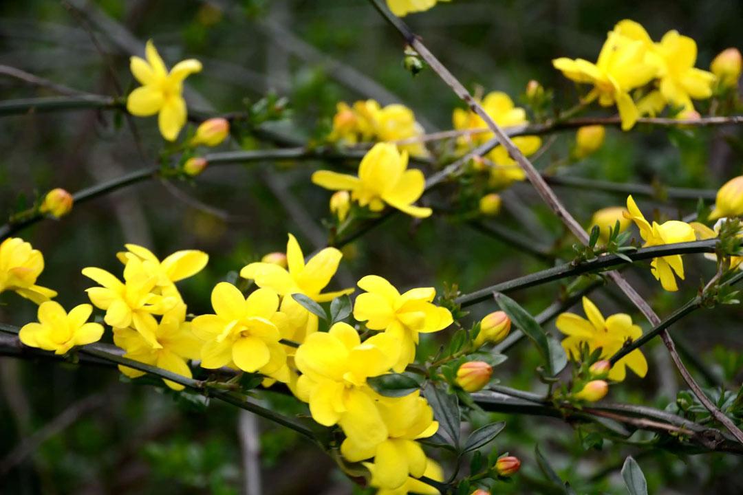 迎春花诗词古句大全（风来舒绿叶，律转斗黄葩）