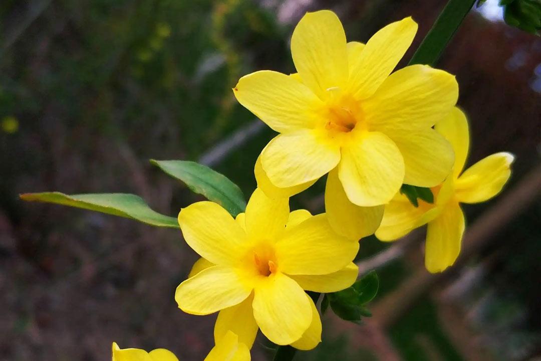 迎春花诗词古句大全（风来舒绿叶，律转斗黄葩）