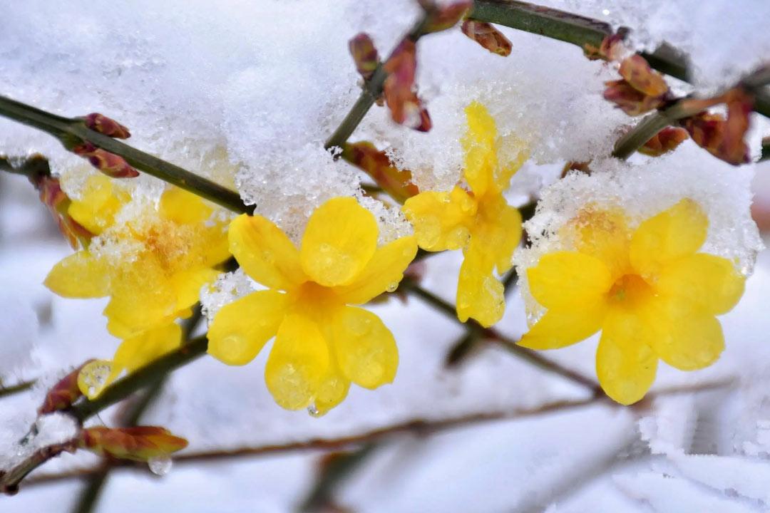 迎春花诗词古句大全（风来舒绿叶，律转斗黄葩）