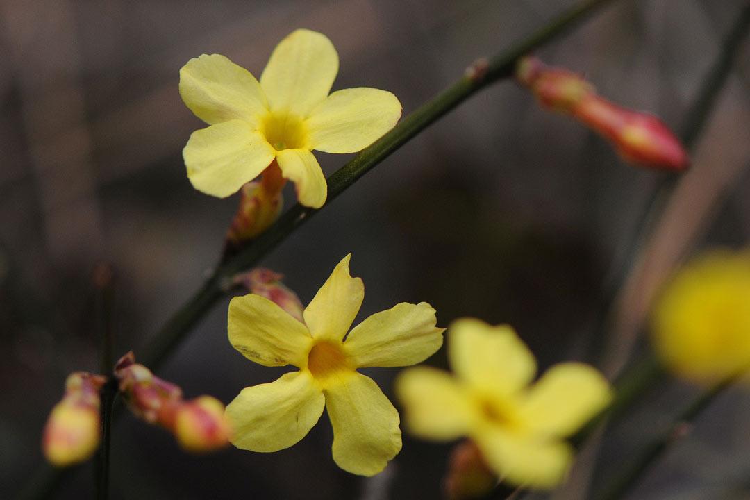 迎春花诗词古句大全（风来舒绿叶，律转斗黄葩）