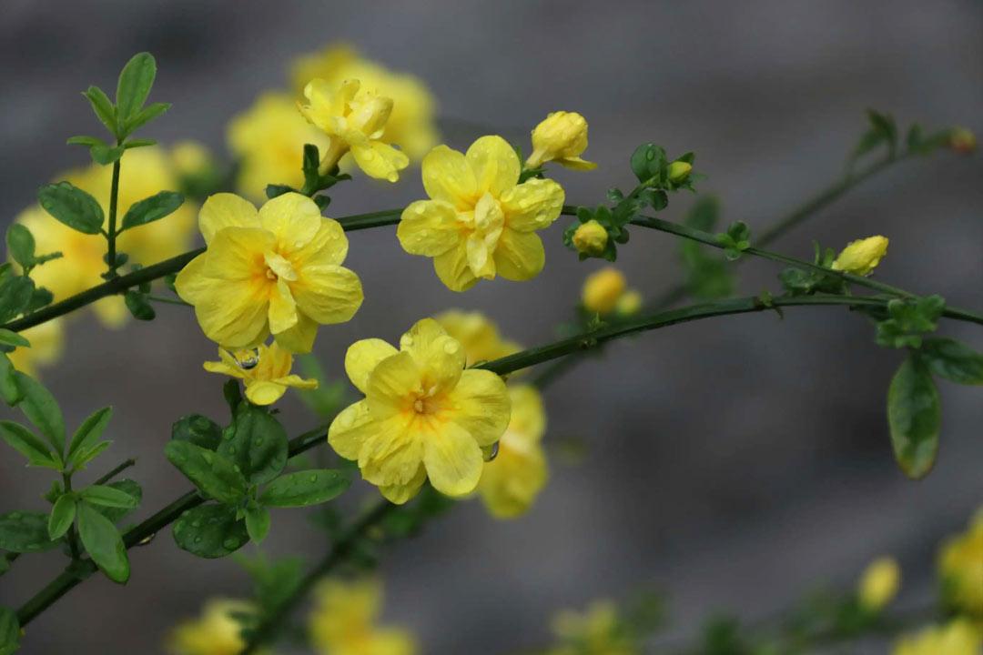 迎春花诗词古句大全（风来舒绿叶，律转斗黄葩）