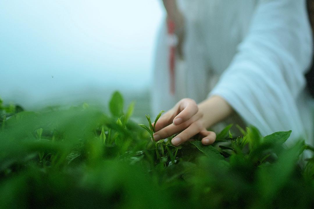 品茶诗词古句摘抄（午枕不成春草梦，落花风静煮茶香）