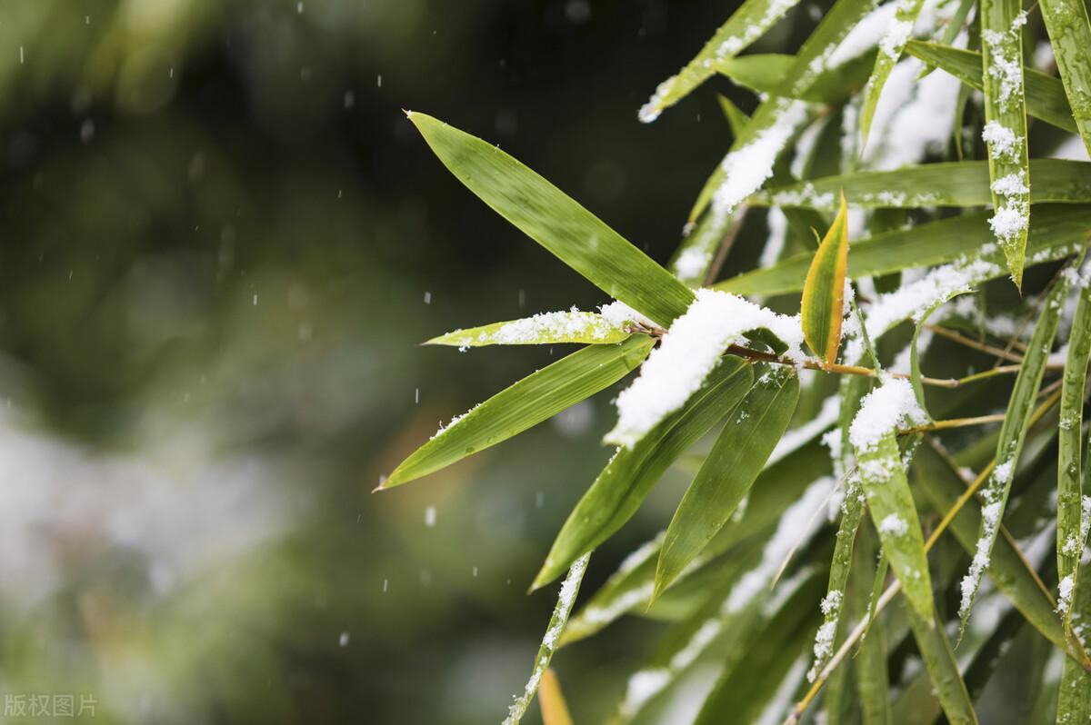 大雪诗词古句大全（吟成白雪心如素，影入梅花动诗情）