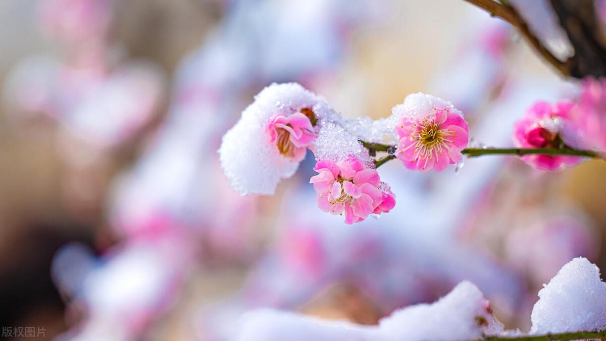 写雪唯美诗词有哪些（推荐10首写雪的诗词）