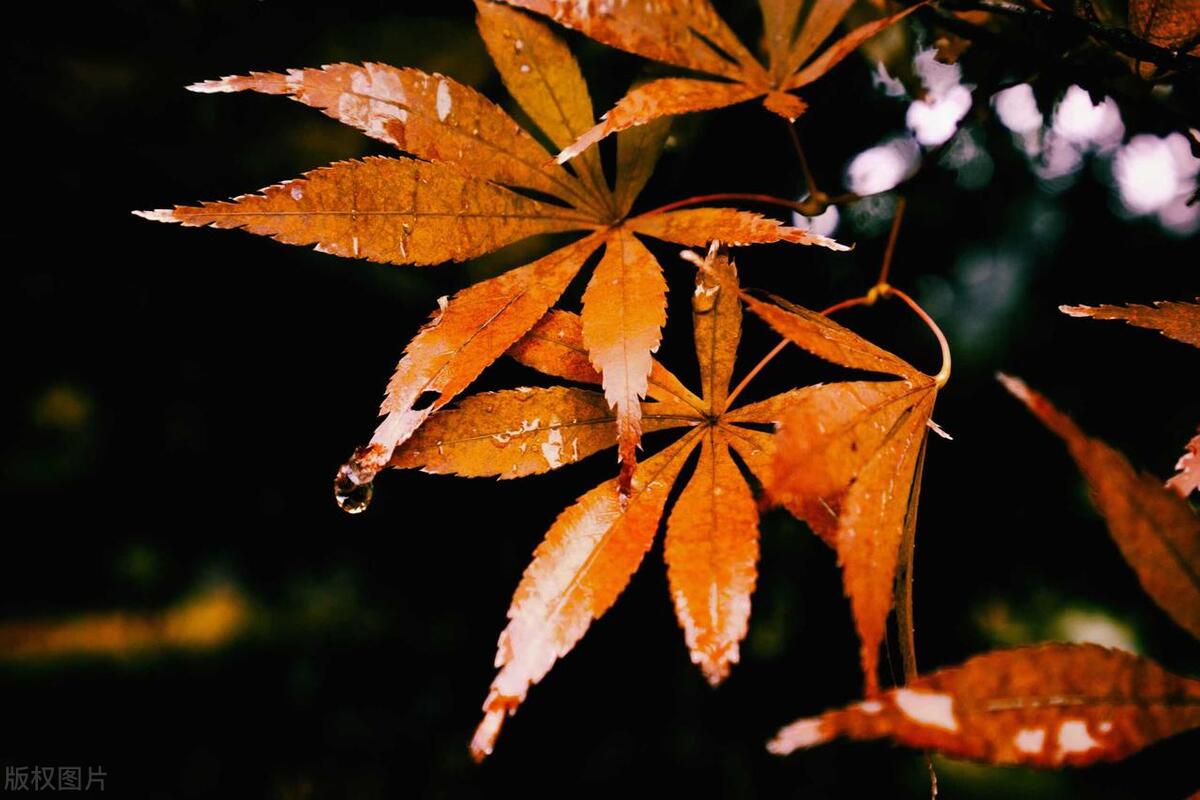 形容秋天下雨的唯美诗词句（15首秋雨古诗词）