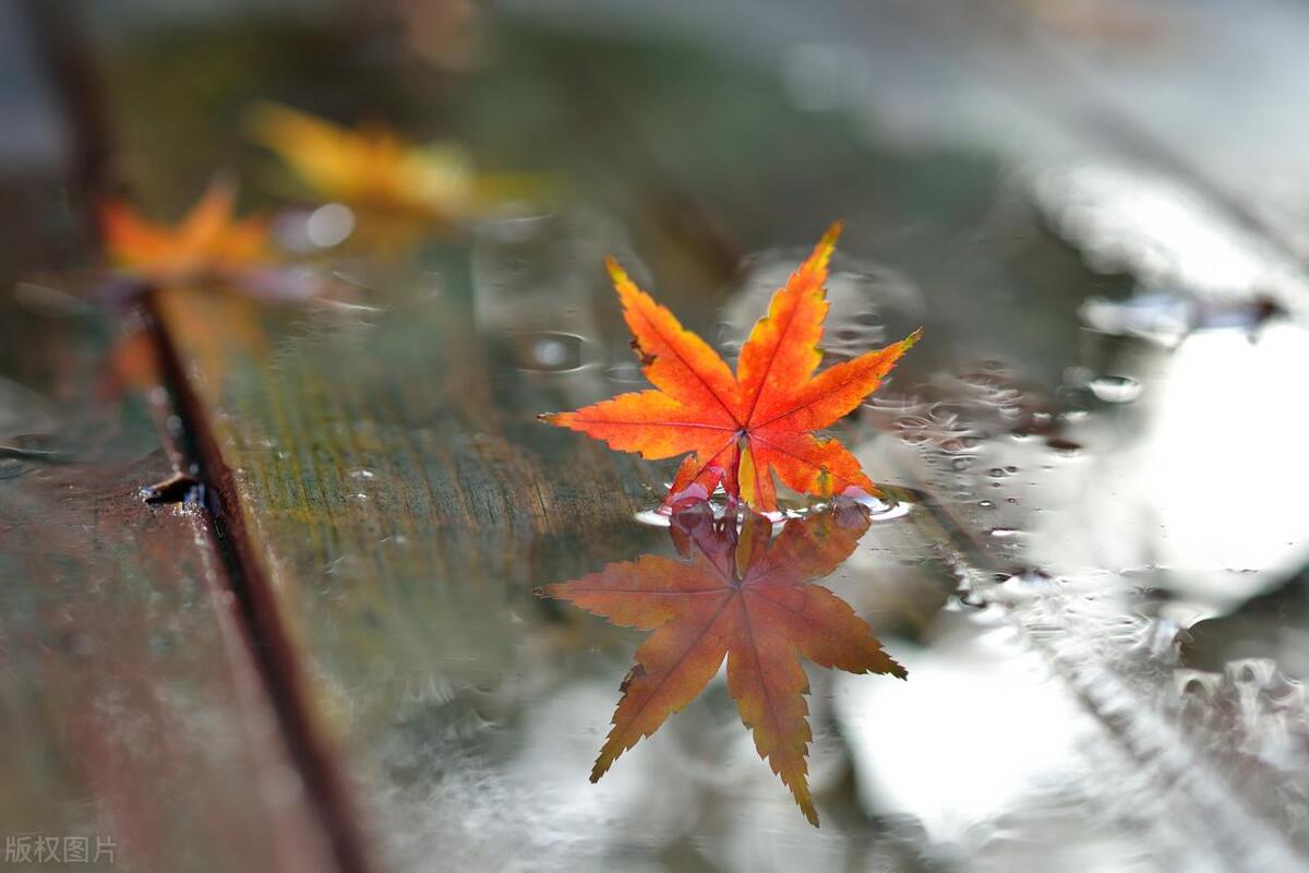 形容秋天下雨的唯美诗词句（15首秋雨古诗词）