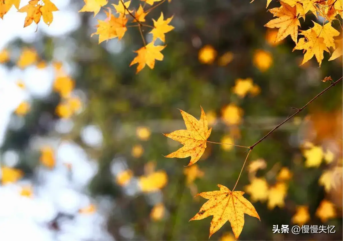 秋日经典诗词大全（9首秋日唯美宋词）