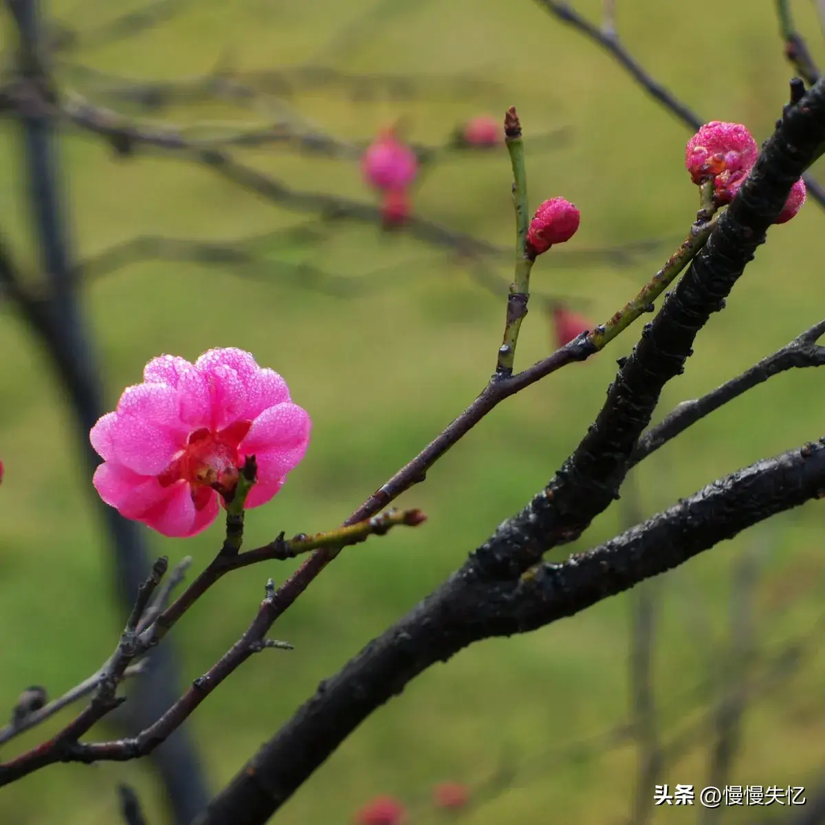 苏轼经典诗词推荐（30句苏轼诗词名句）