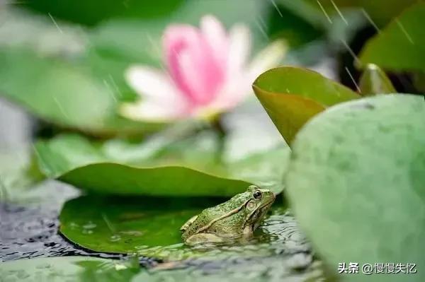 夏雨经典诗词大全（20首优美夏雨诗词）