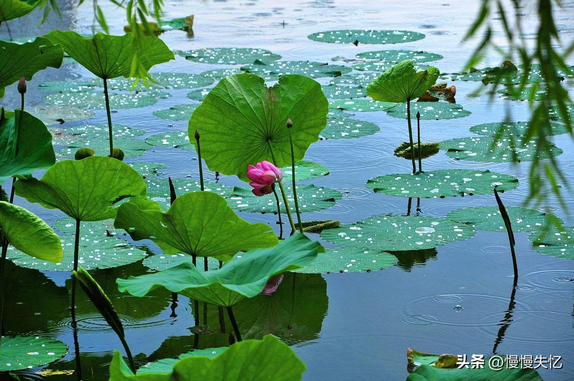 夏雨经典诗词大全（20首优美夏雨诗词）