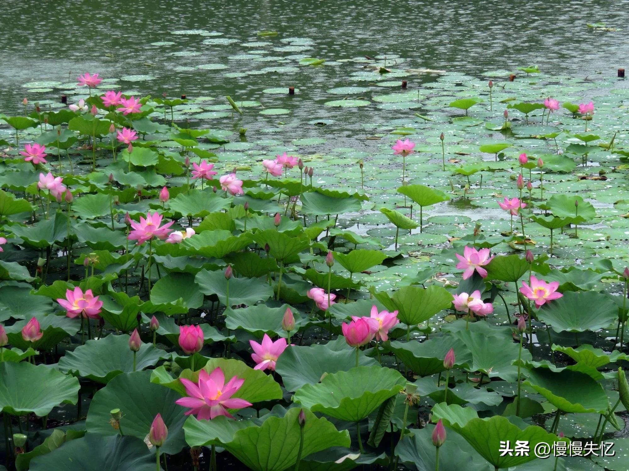 夏雨经典诗词大全（20首优美夏雨诗词）