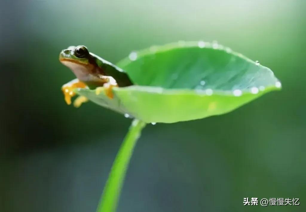 夏雨经典诗词大全（20首优美夏雨诗词）