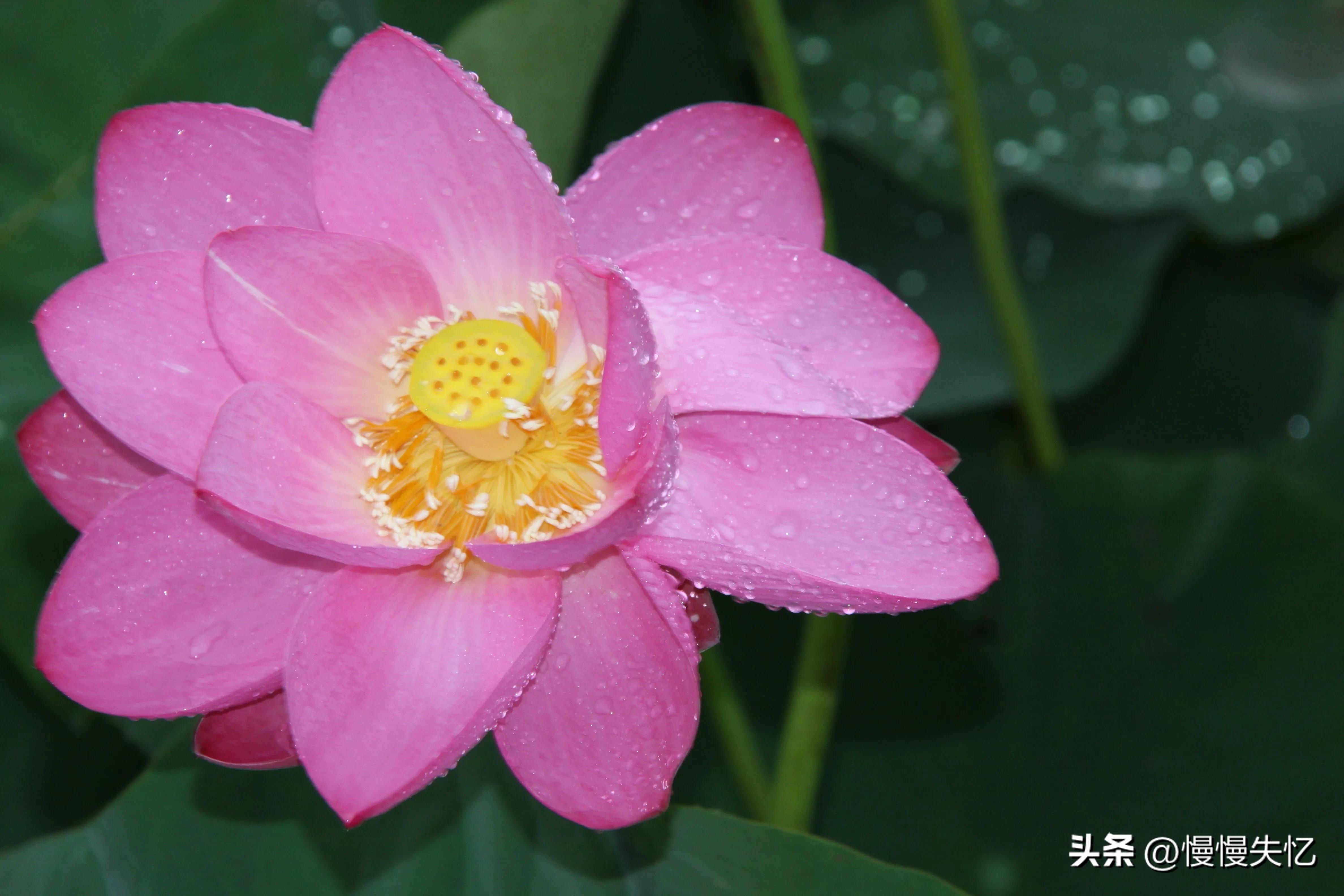 夏雨经典诗词大全（20首优美夏雨诗词）