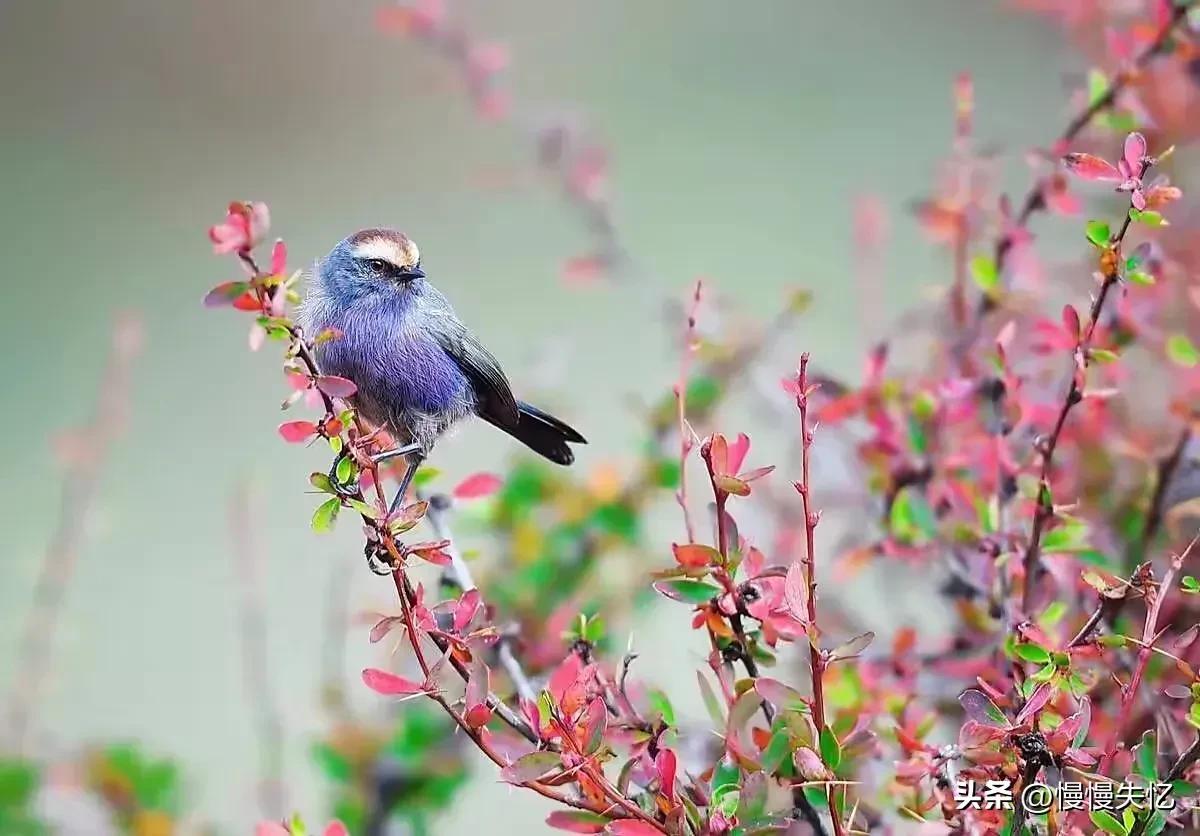 欧阳修经典诗词名句（欧阳修十首经典宋诗）