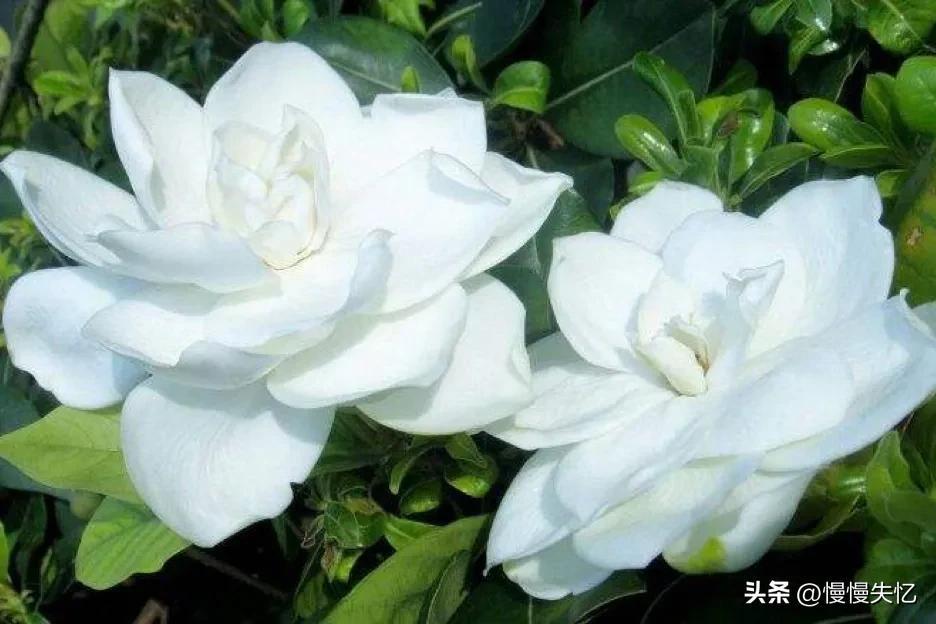 栀子花唯美古诗大全（十首栀子花唯美古诗）