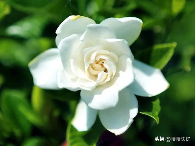 栀子花唯美古诗大全（十首栀子花唯美古诗）