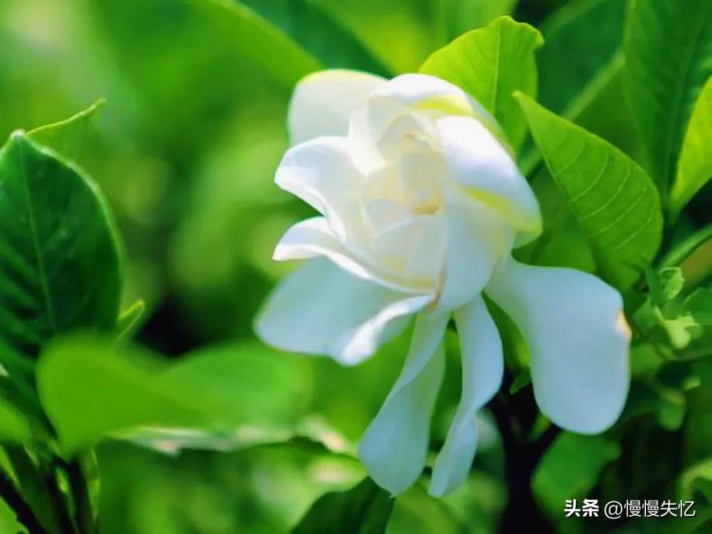 栀子花唯美古诗大全（十首栀子花唯美古诗）