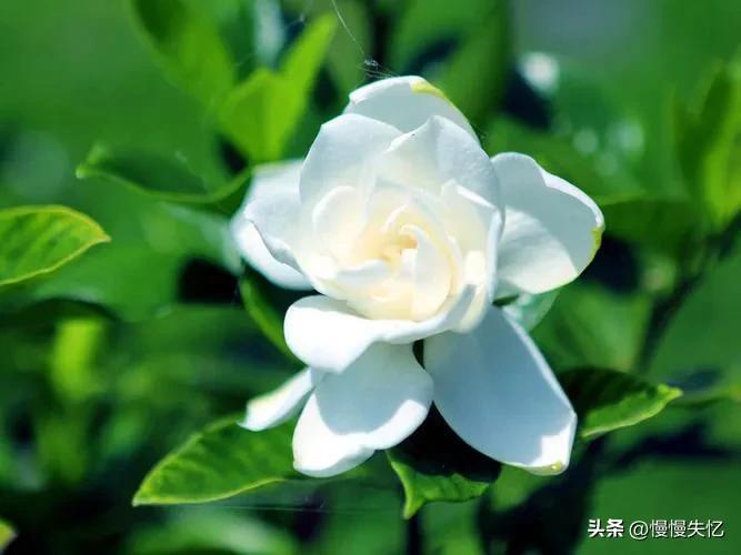 栀子花唯美古诗大全（十首栀子花唯美古诗）