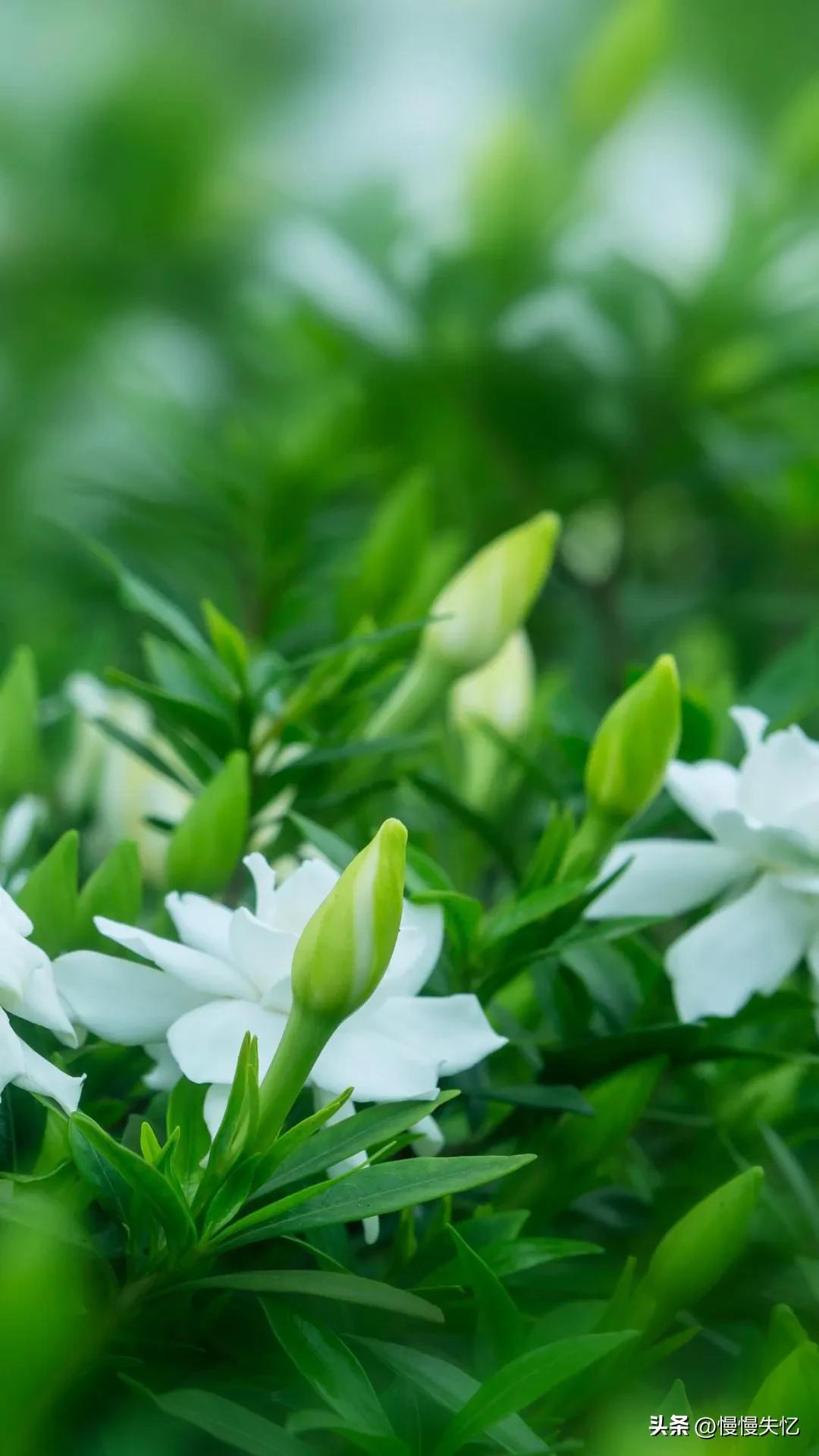 栀子花唯美古诗大全（十首栀子花唯美古诗）