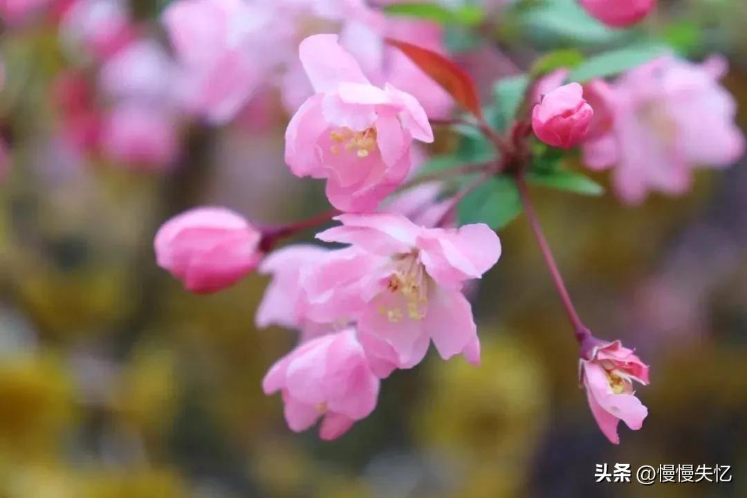 海棠花唯美古诗词（13首宋代海棠花诗词）