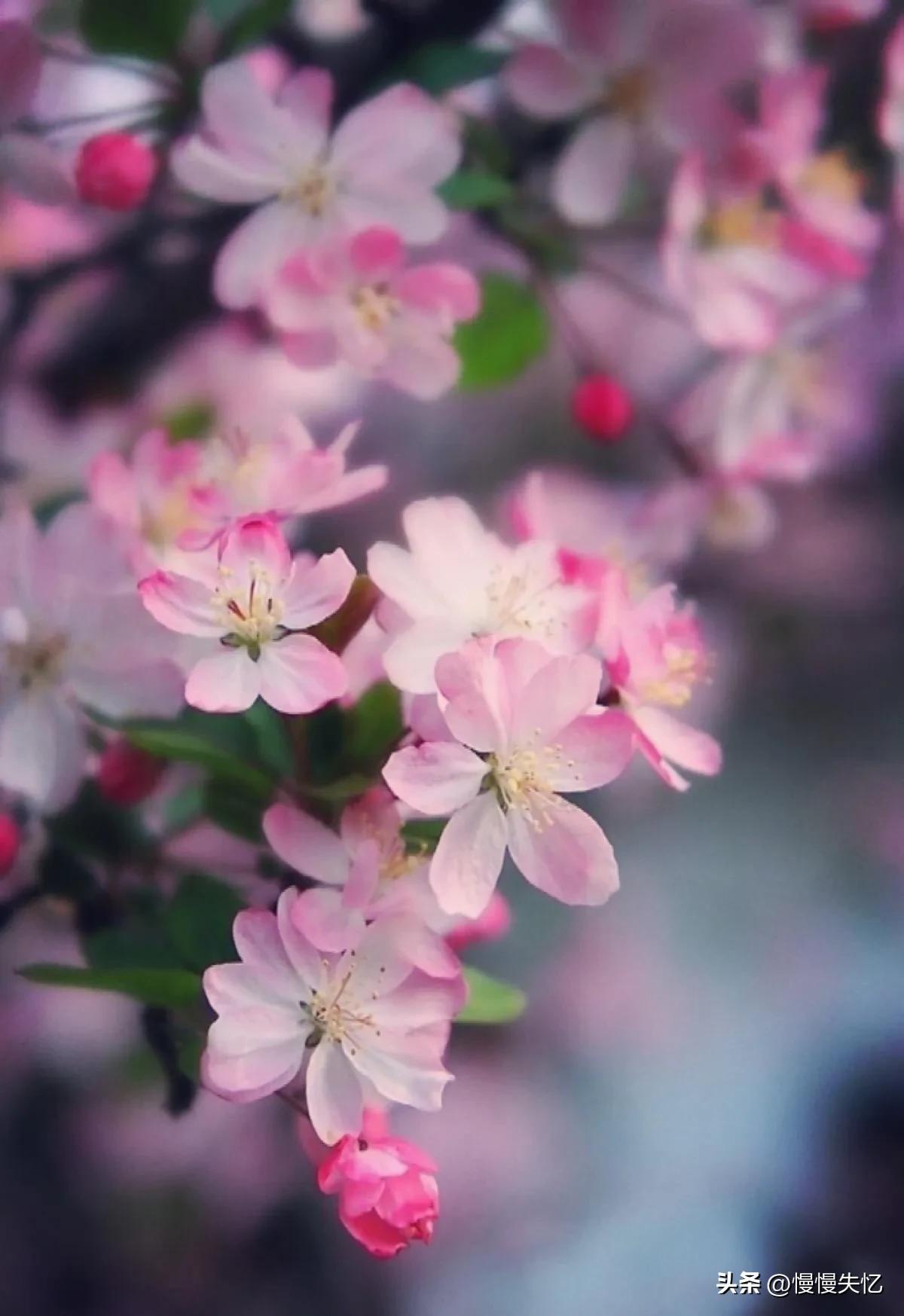 海棠花唯美古诗词（13首宋代海棠花诗词）