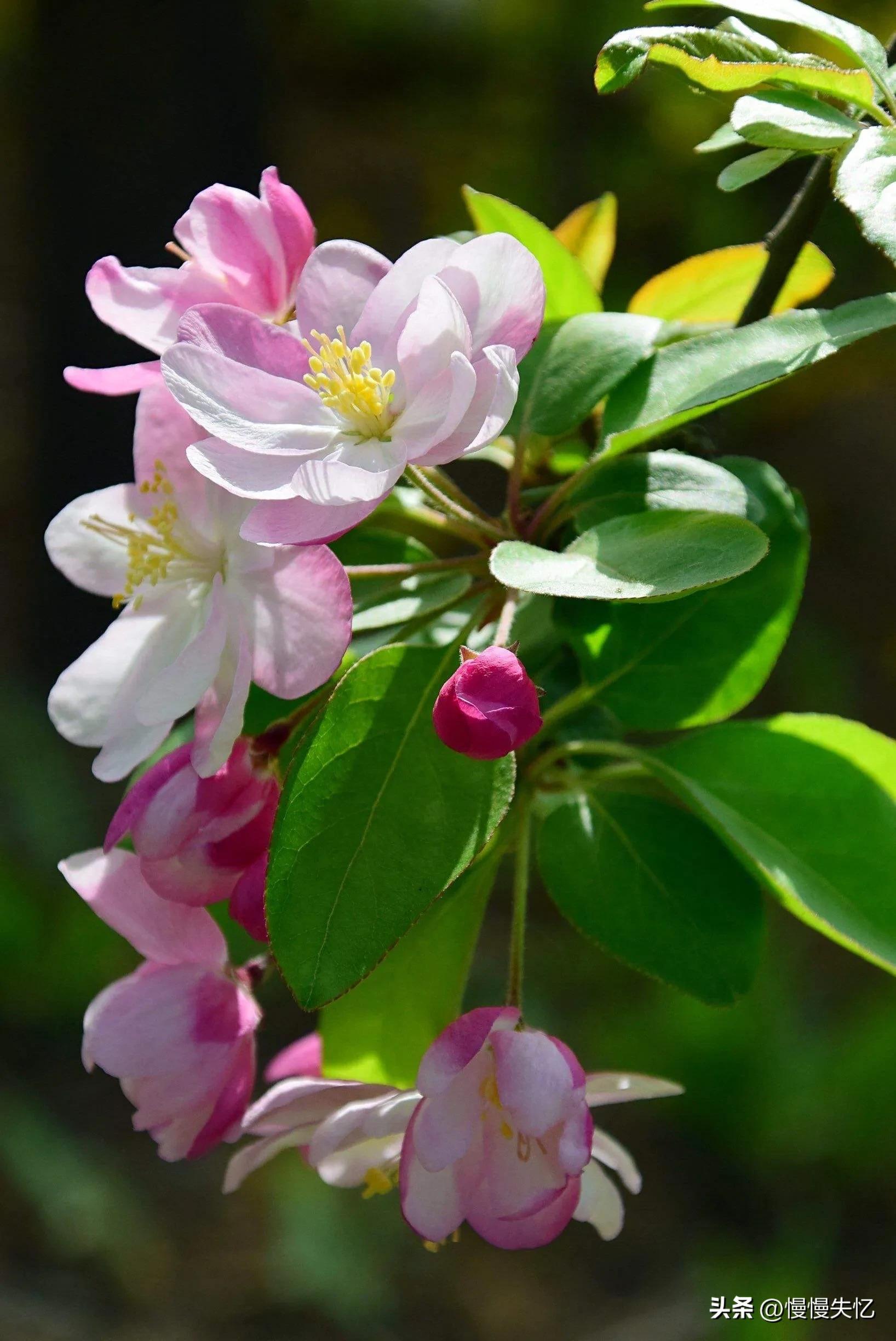 海棠花唯美古诗词（13首宋代海棠花诗词）