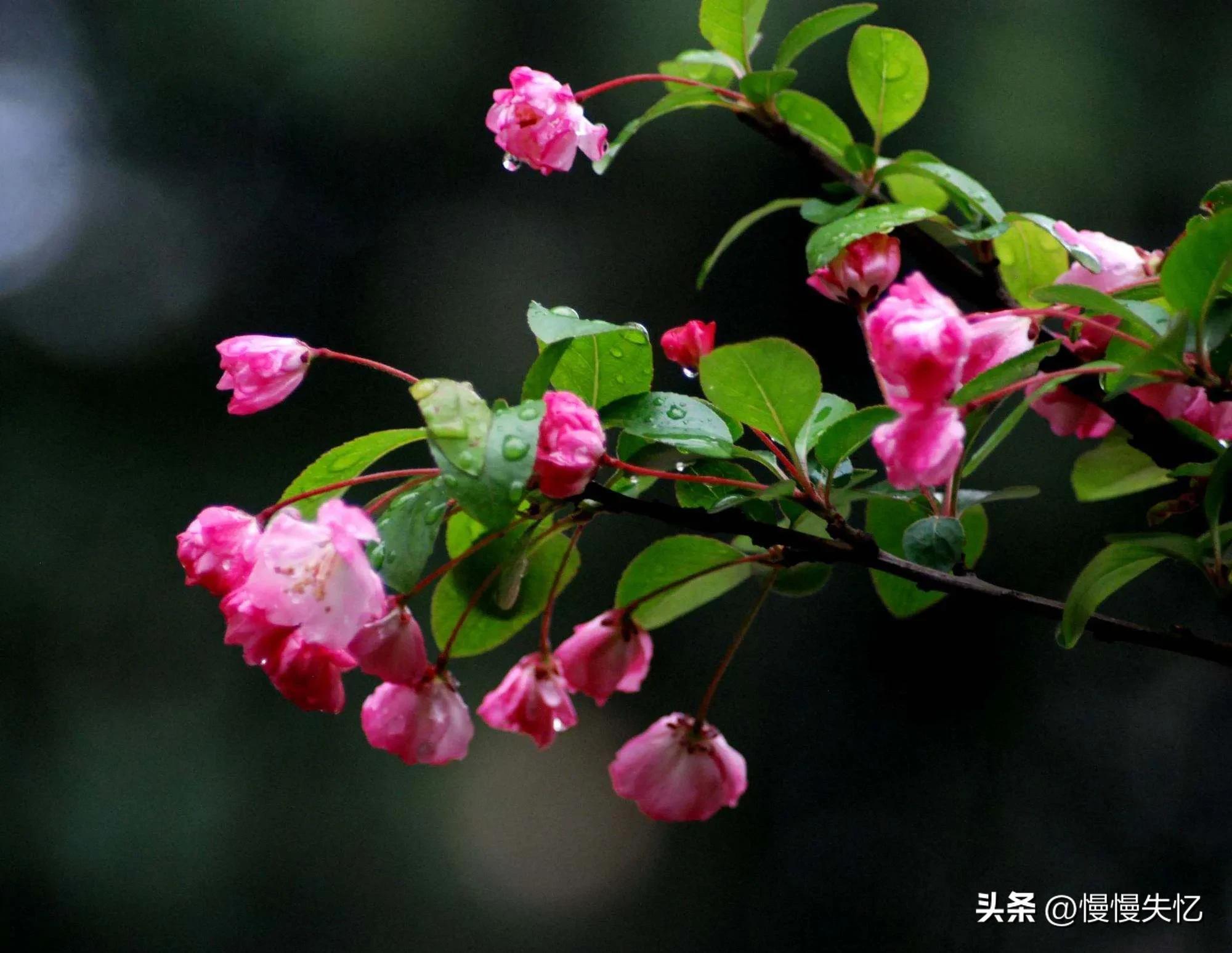 海棠花唯美古诗词（13首宋代海棠花诗词）