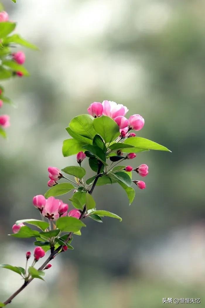 海棠花唯美古诗词（13首宋代海棠花诗词）