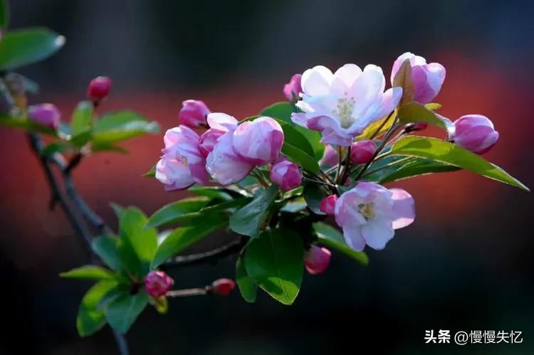 海棠花唯美古诗词（13首宋代海棠花诗词）