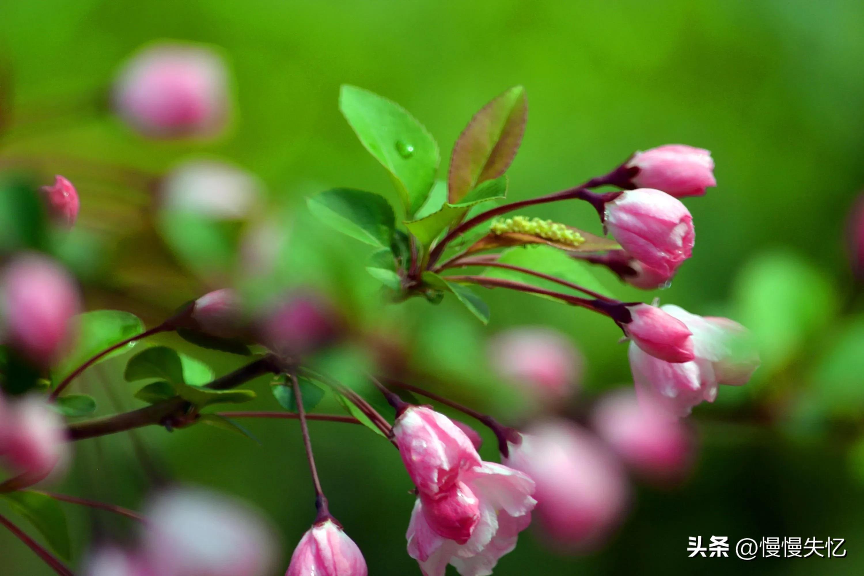 海棠花唯美古诗词（13首宋代海棠花诗词）