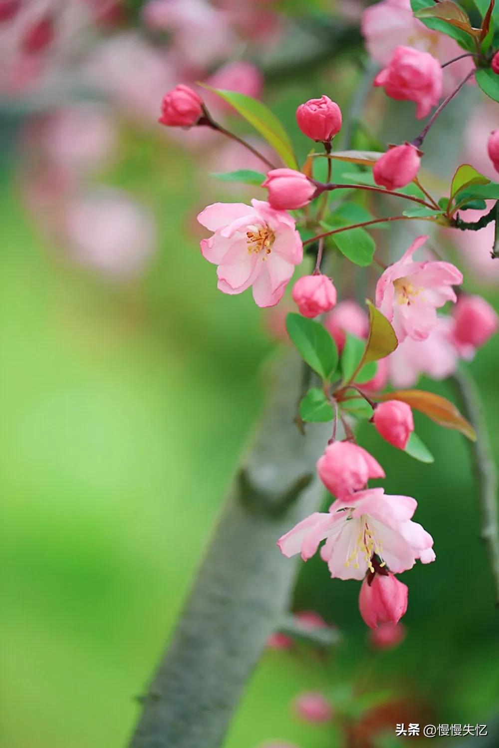 海棠花唯美古诗词（13首宋代海棠花诗词）