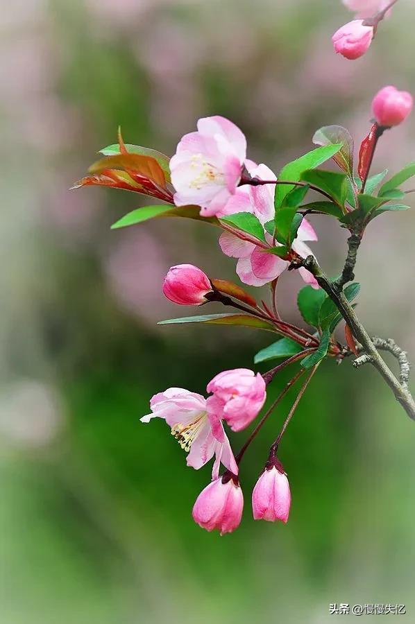 海棠花唯美古诗词（13首宋代海棠花诗词）