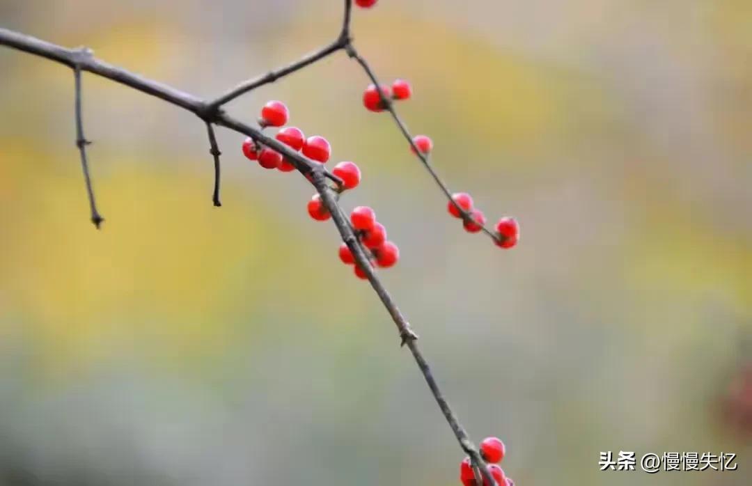 王维唯美古诗有哪些（王维著名的十首诗）