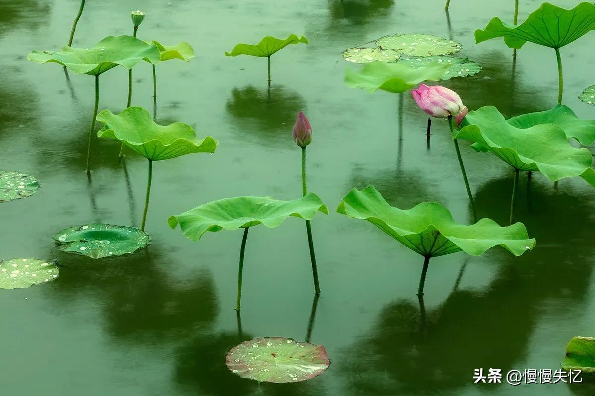 夏天青春唯美古诗（十首宋词里的唯美夏天）