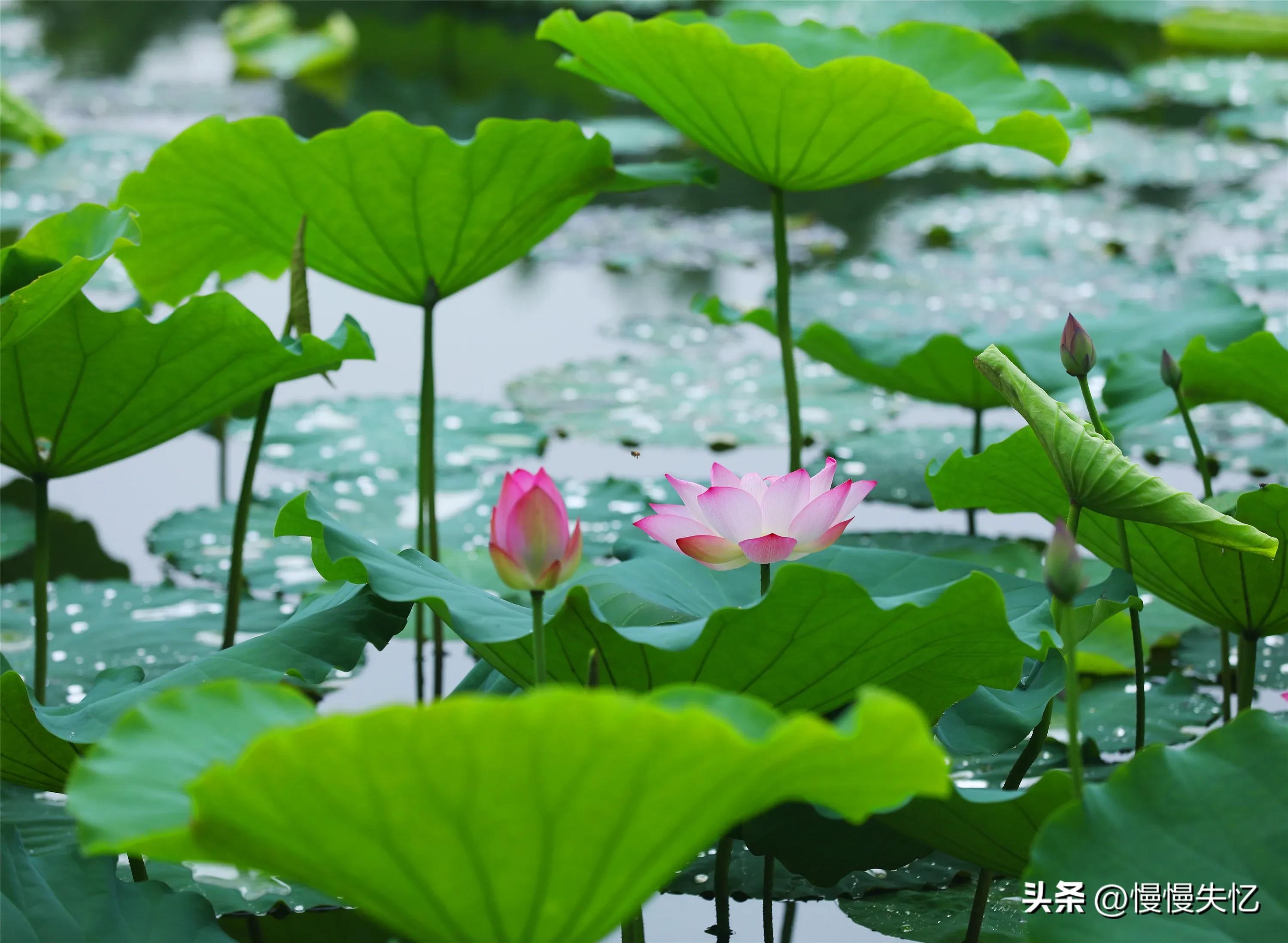 夏天青春唯美古诗（十首宋词里的唯美夏天）