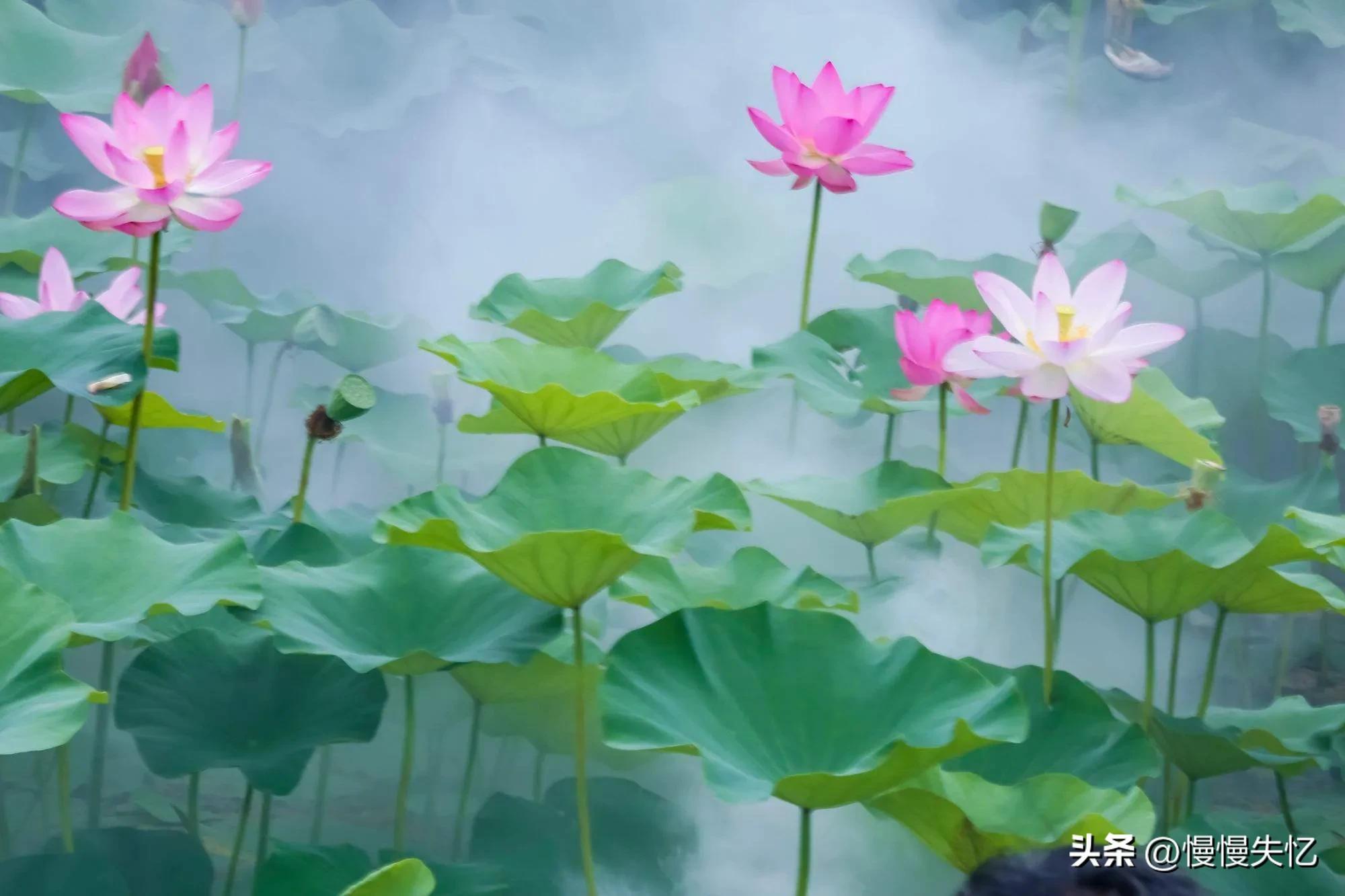 荷花唯美古诗词推荐（11首荷花唯美宋词）