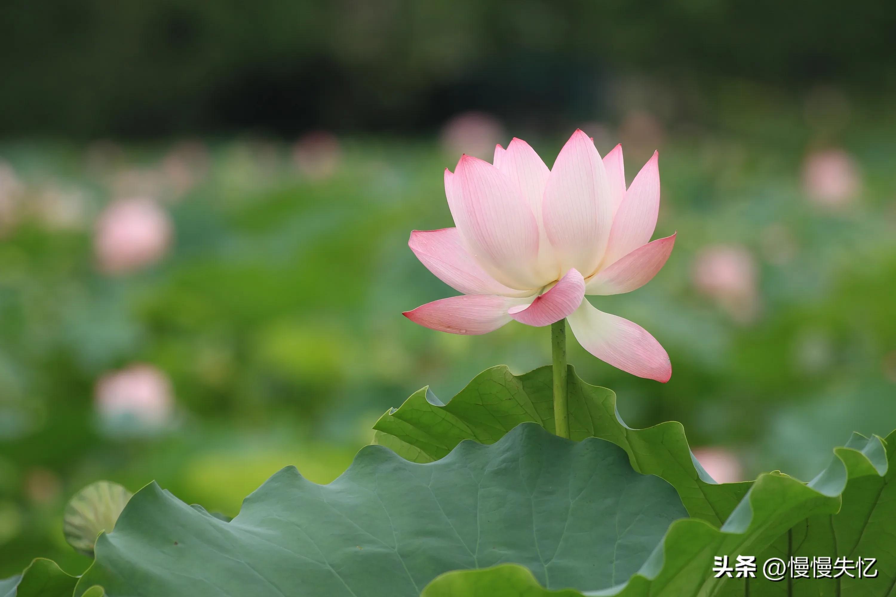 荷花唯美古诗词推荐（11首荷花唯美宋词）