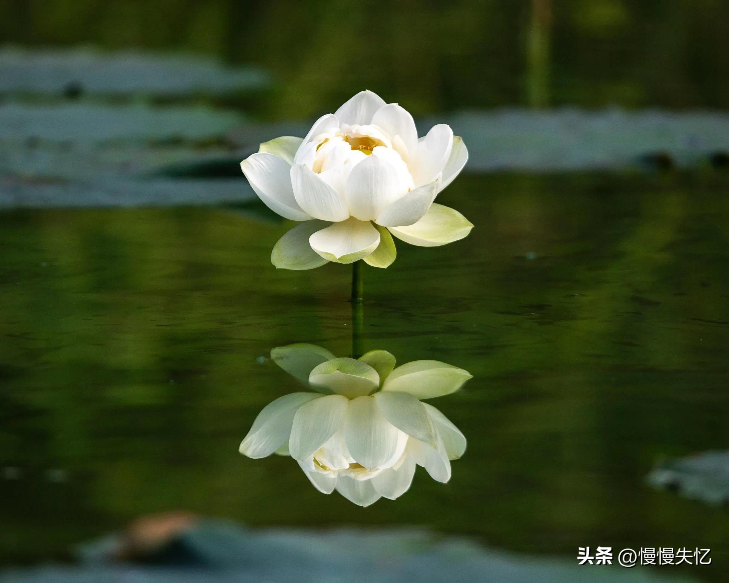 荷花唯美古诗词推荐（11首荷花唯美宋词）