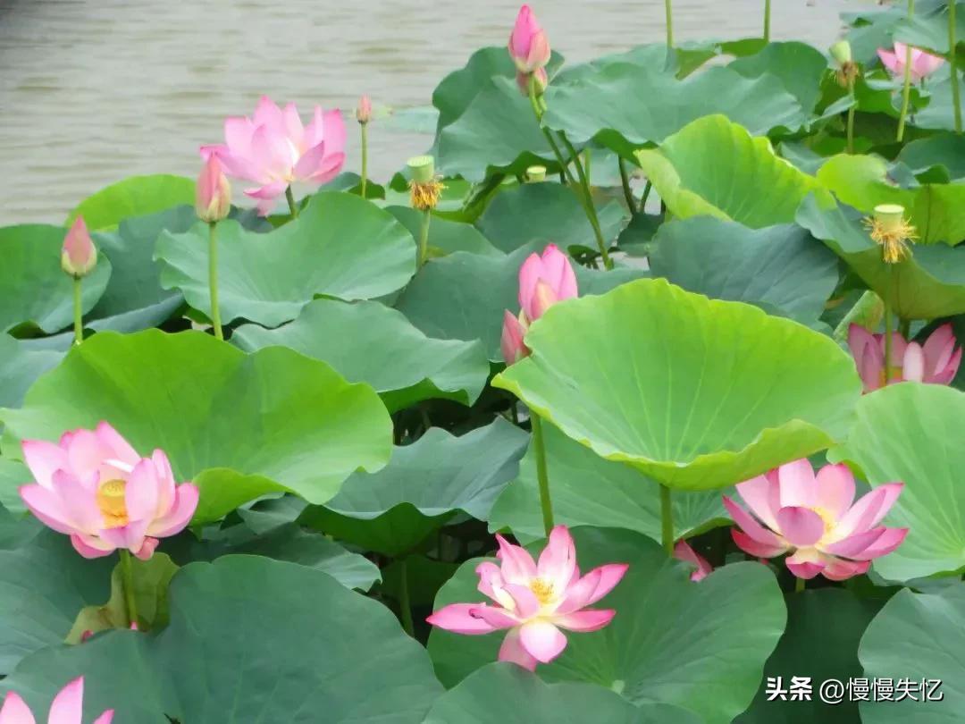 荷花唯美古诗词推荐（11首荷花唯美宋词）