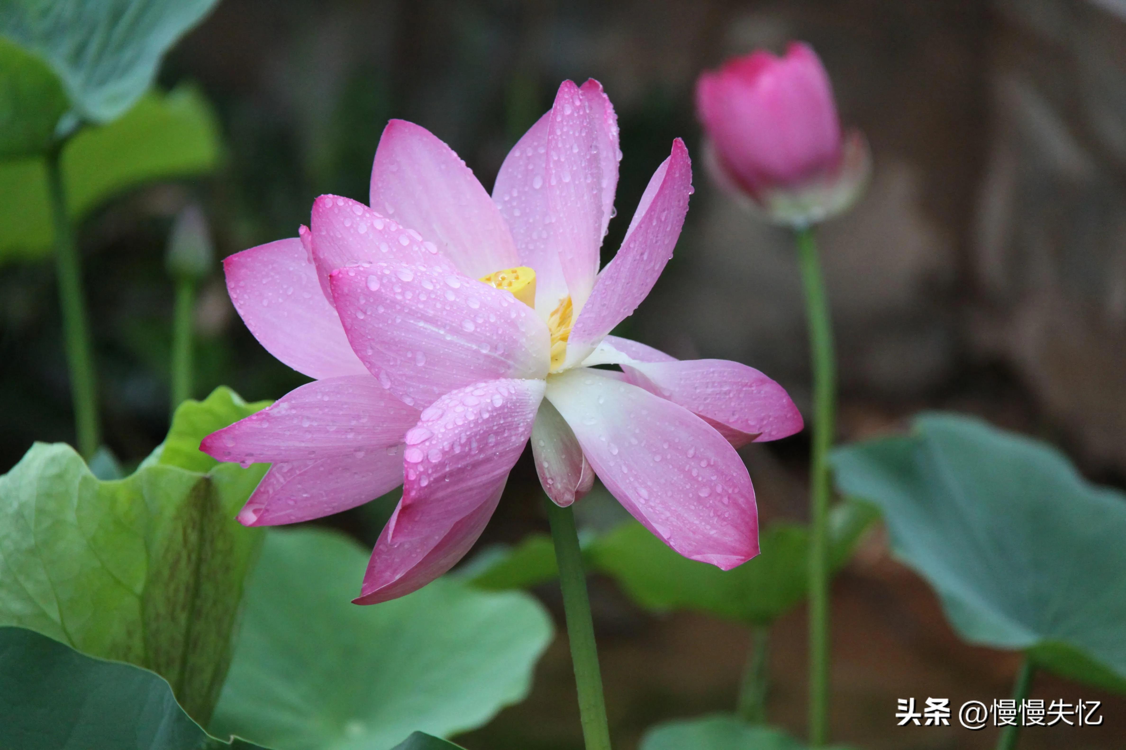 荷花唯美古诗词推荐（11首荷花唯美宋词）