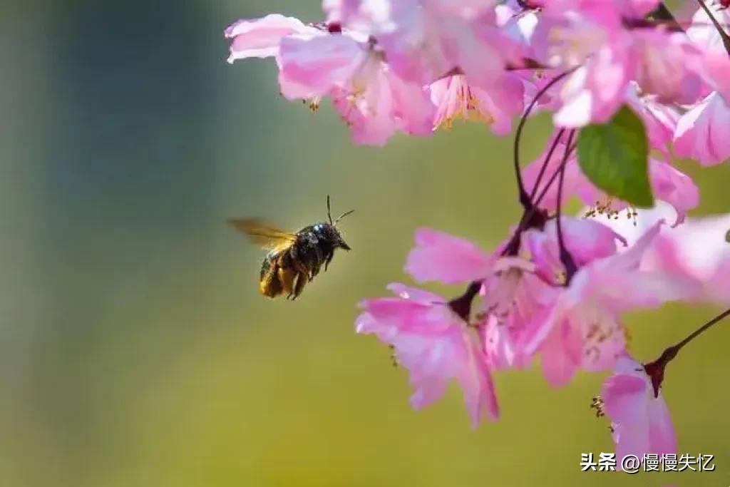 范成大唯美著名古诗（范成大十首经典宋词）