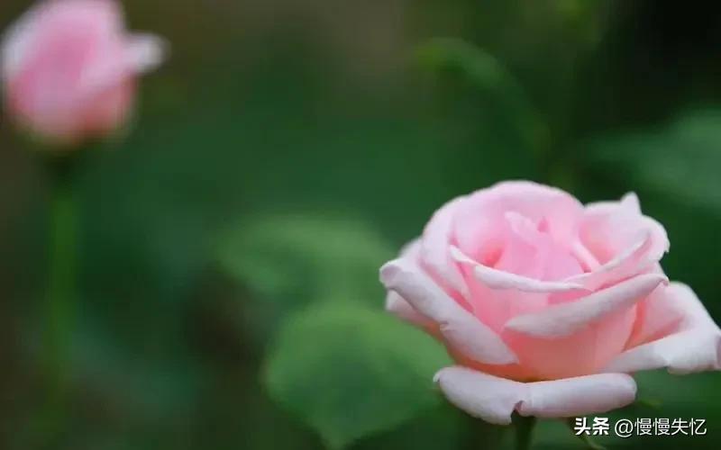 只道花无十日红，此花无日不春风（六首宋代月季花诗词）