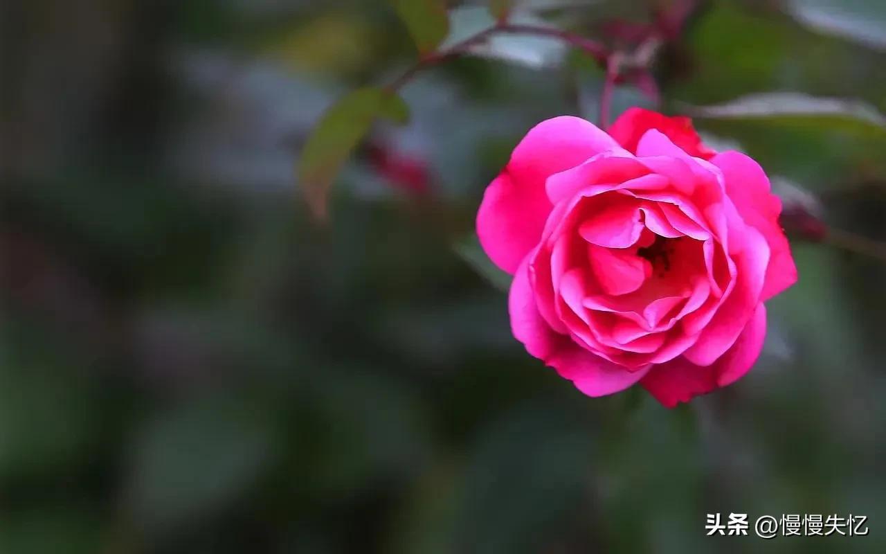 只道花无十日红，此花无日不春风（六首宋代月季花诗词）